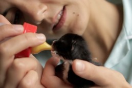 Film still, kitten being fed from bottle