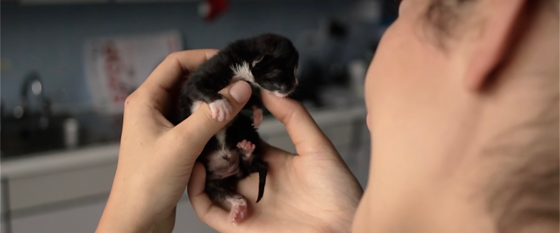 Hand held newborn kitten